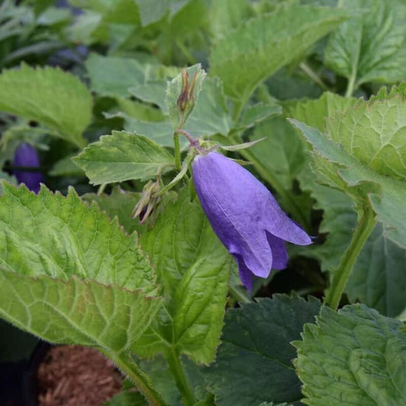 Campanula 'Kent Belle' ---